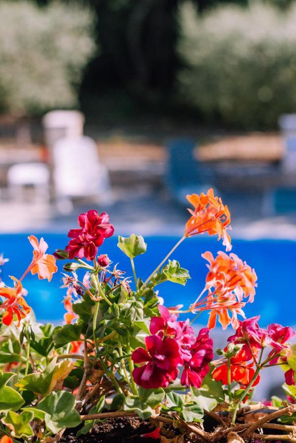 Guest House Sosi Umag Zewnętrze zdjęcie